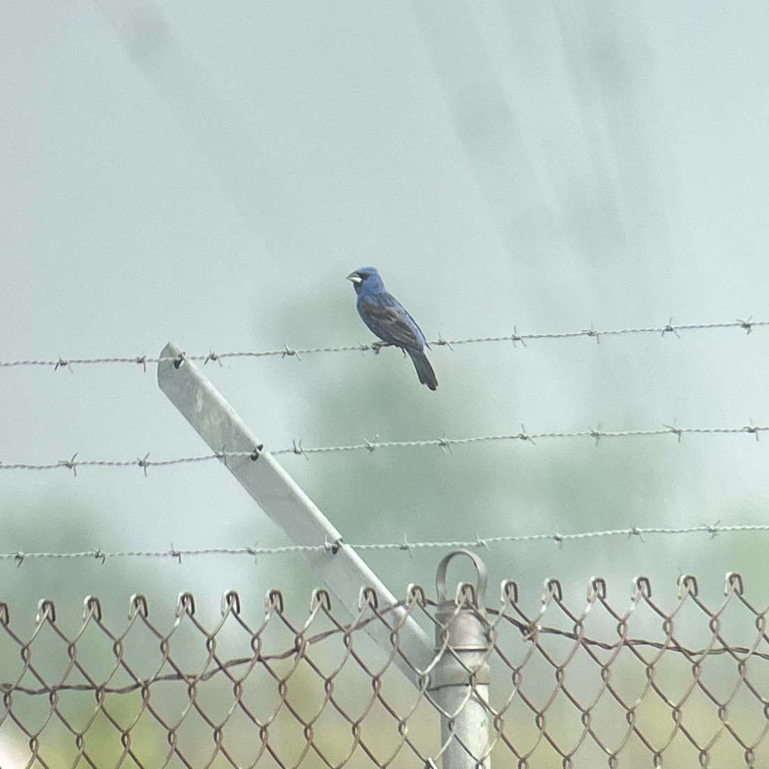 Blue Grosbeak - ML650972568
