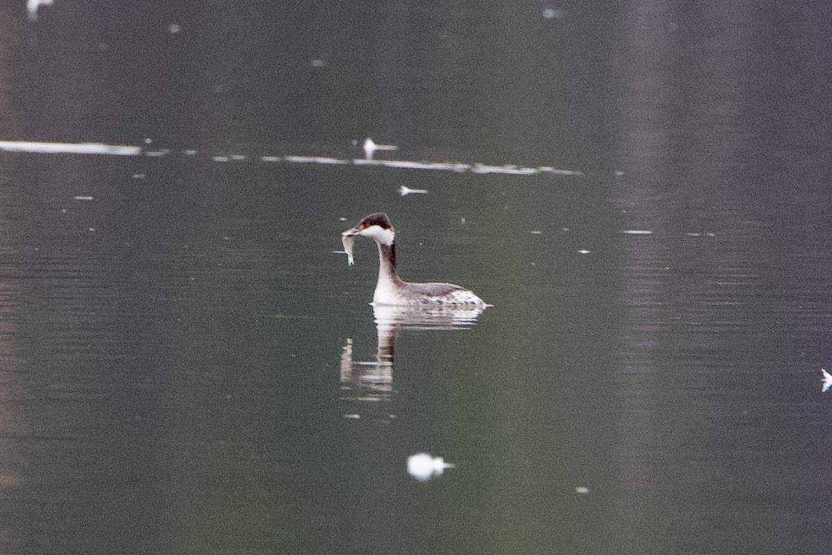 Txilinporta urrebelarria - ML650972689