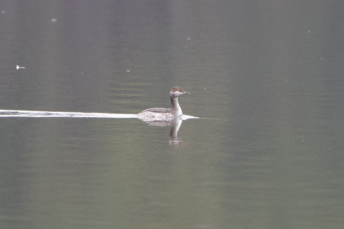 Txilinporta urrebelarria - ML650972690