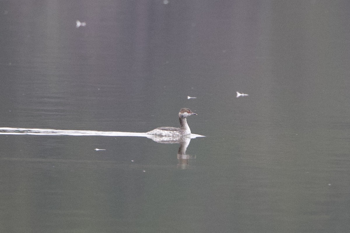 Txilinporta urrebelarria - ML650972691