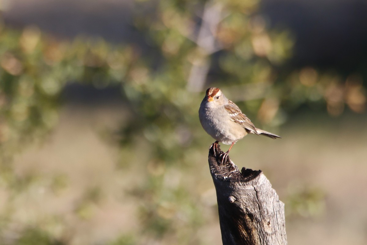 Dachsammer - ML650973006