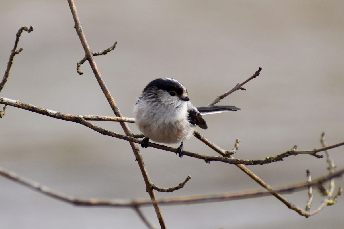 Long-tailed Tit - ML650973146
