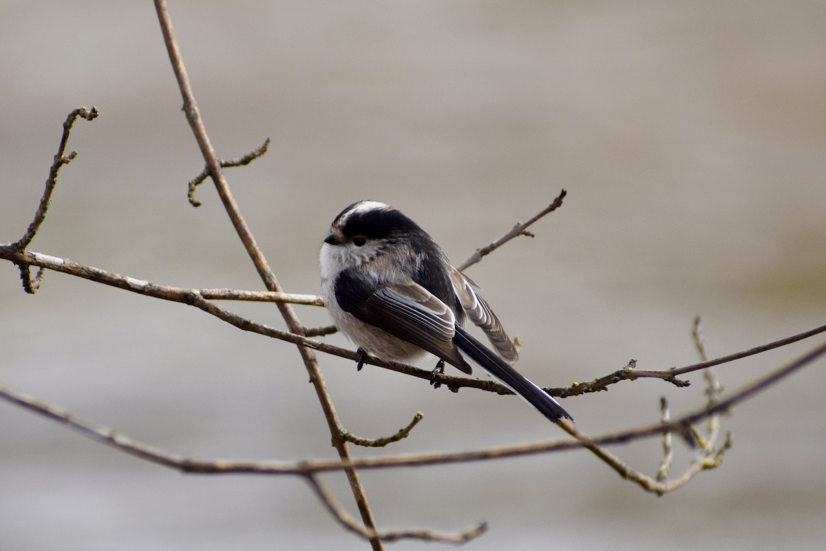 Long-tailed Tit - ML650973148