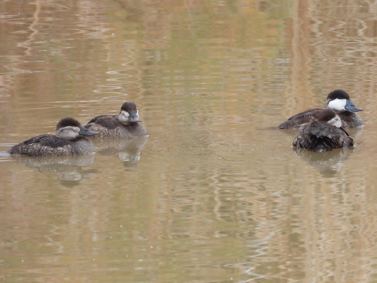 Ruddy Duck - ML650973331