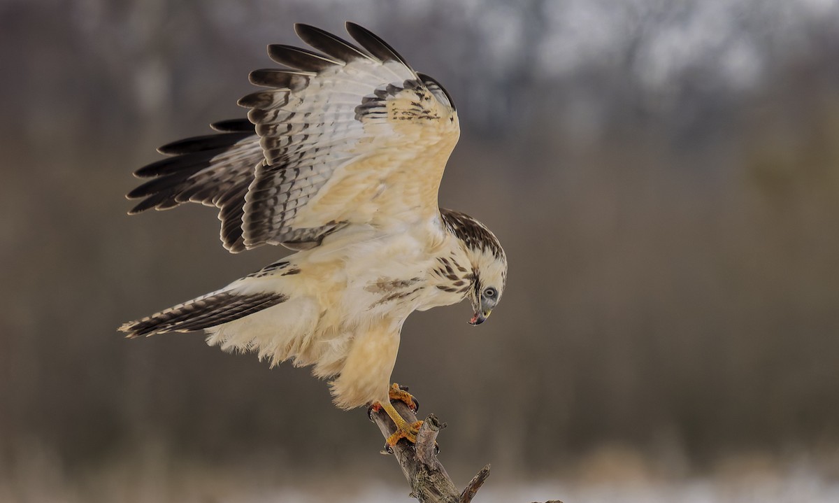 Buse variable - ML650973370