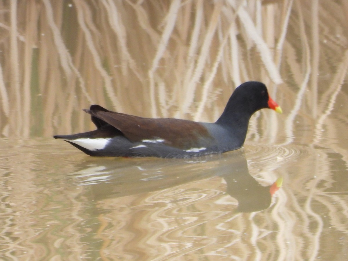 Common Gallinule - ML650973449