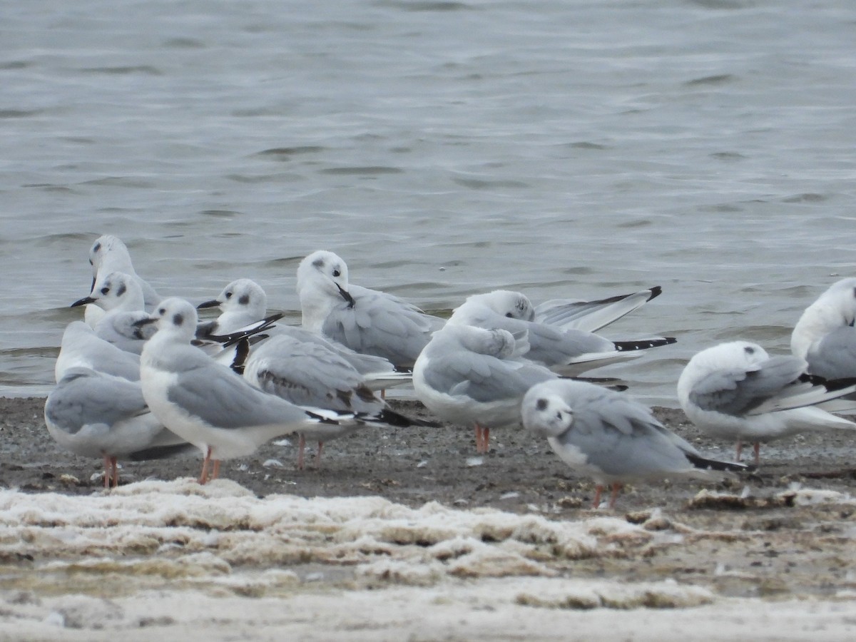 Bonaparte's Gull - ML650973560