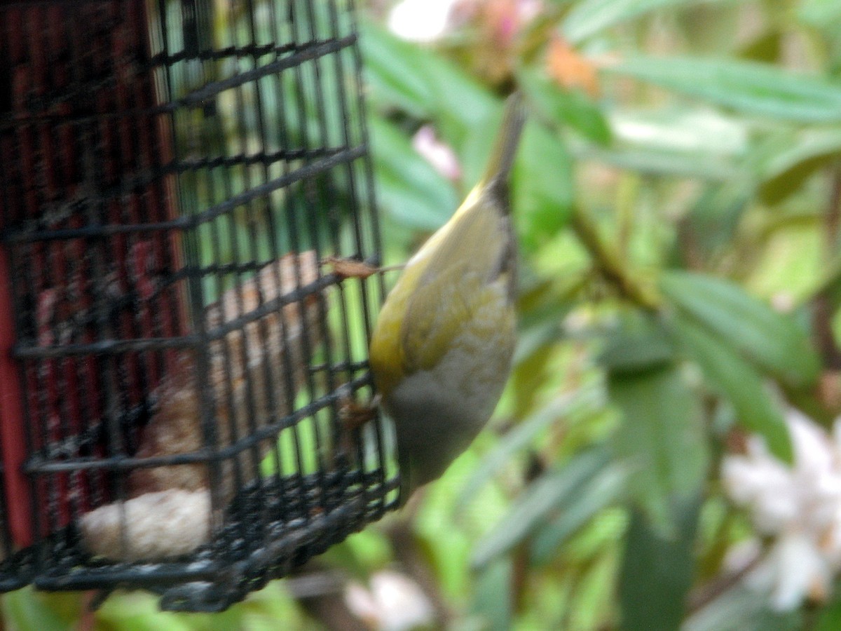 Nashville Warbler - ML650973583