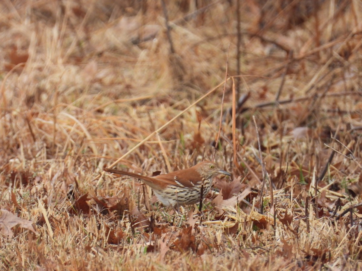 Brown Thrasher - ML650973594