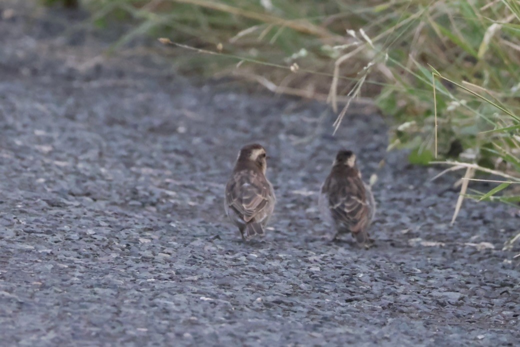 Moineau bridé - ML650973612