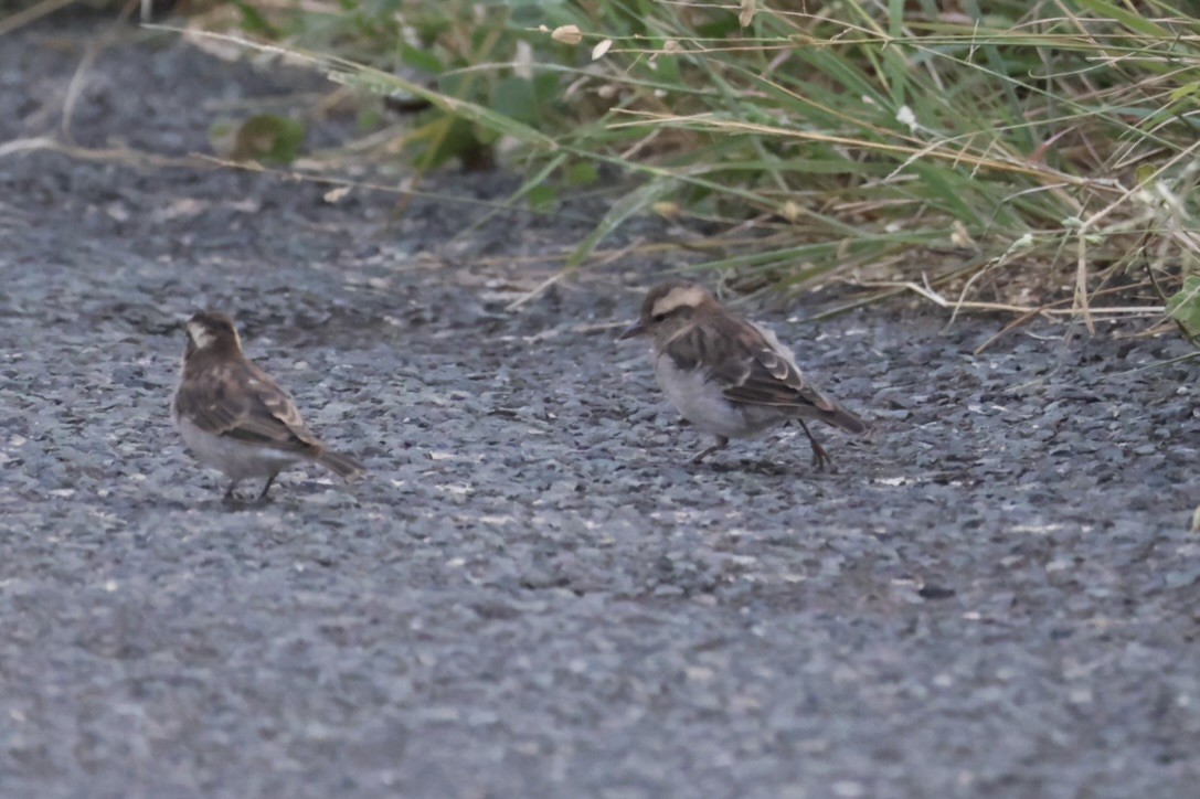 Moineau bridé - ML650973613