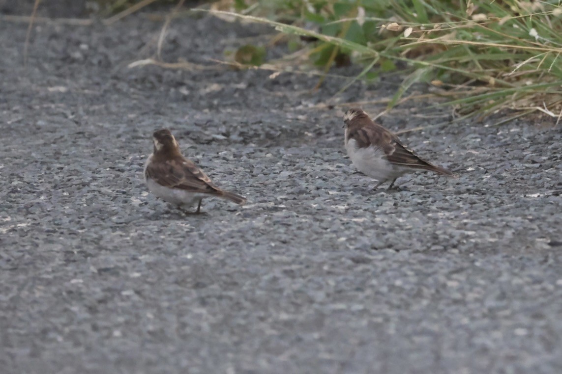 Moineau bridé - ML650973614