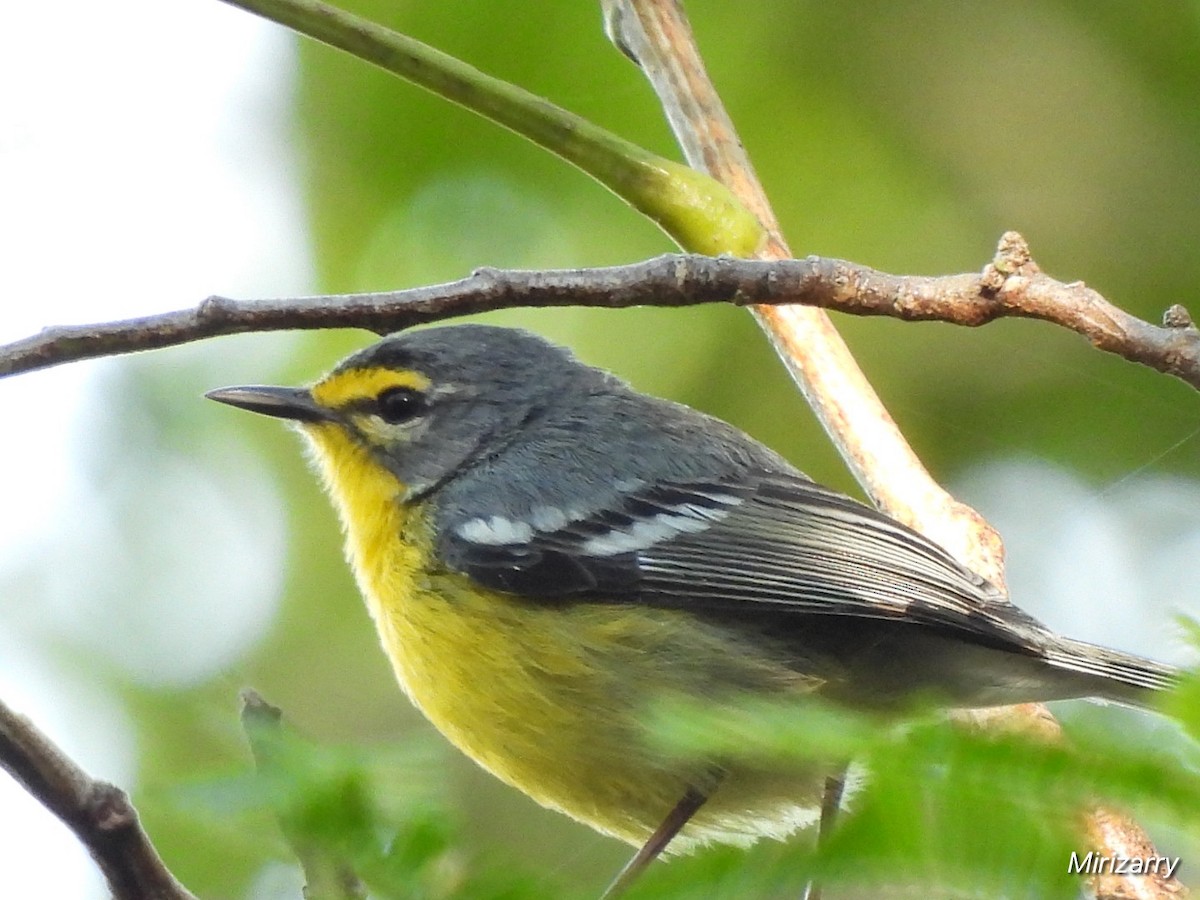 Adelaide's Warbler - ML650974084