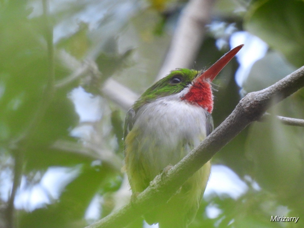 todi portorický - ML650974139