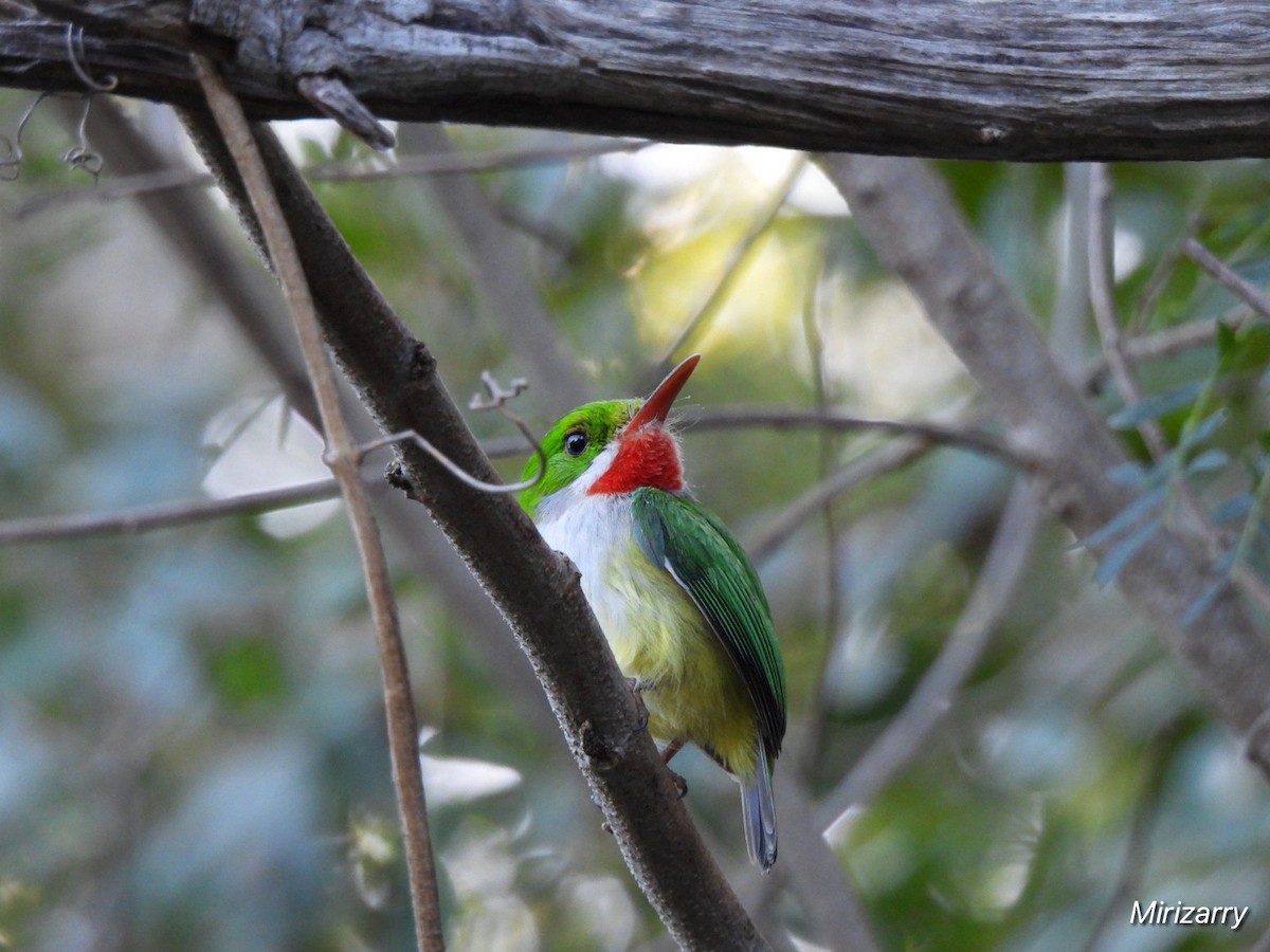 todi portorický - ML650974140