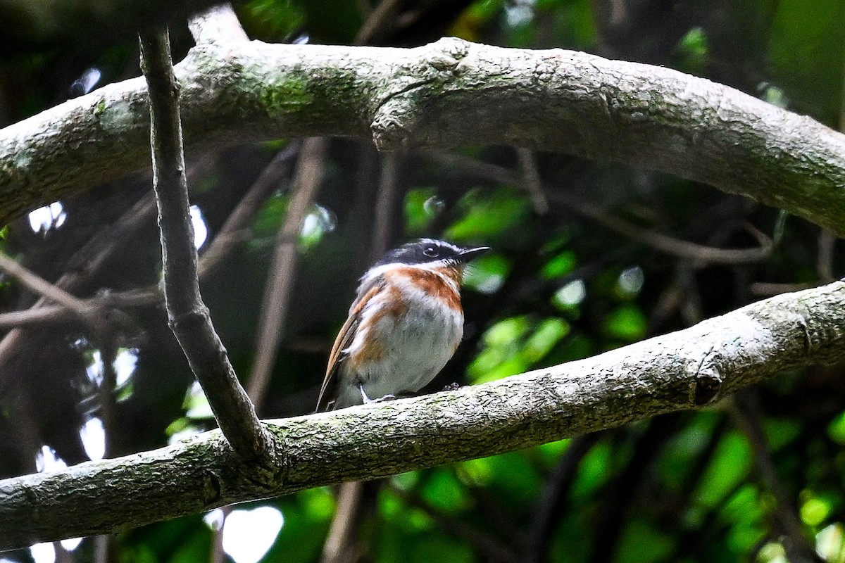 Cape Batis - ML650974148