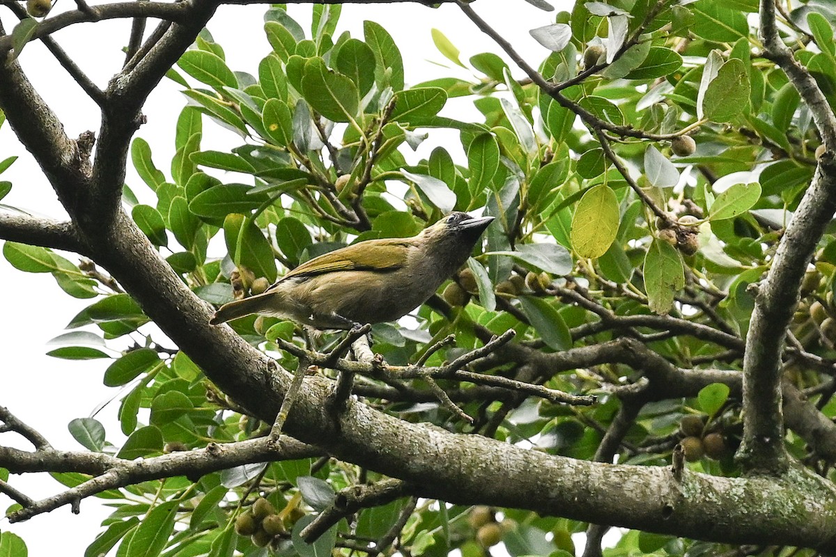 Barbudo Oliváceo - ML650974221