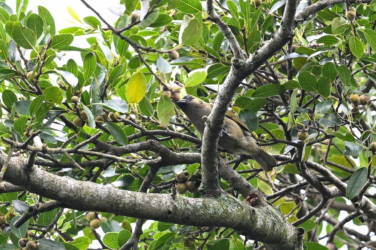 Barbudo Oliváceo - ML650974248