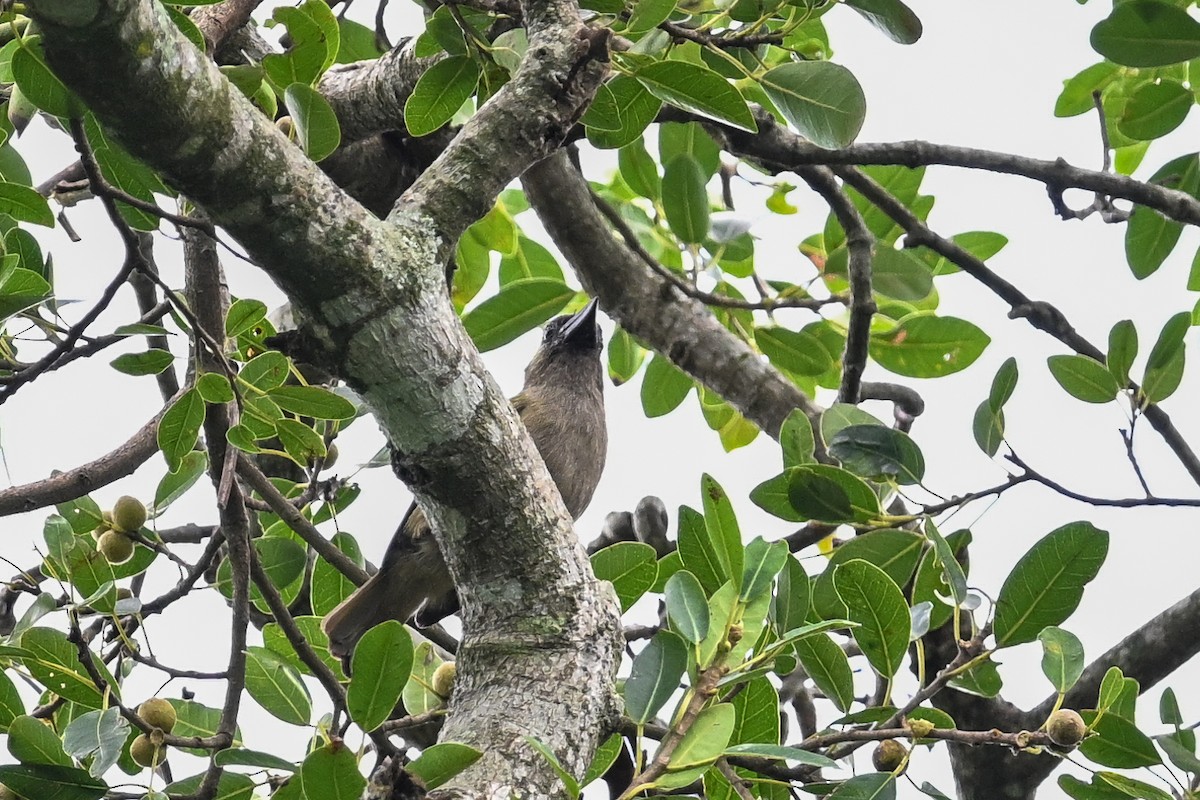 Barbudo Oliváceo - ML650974261