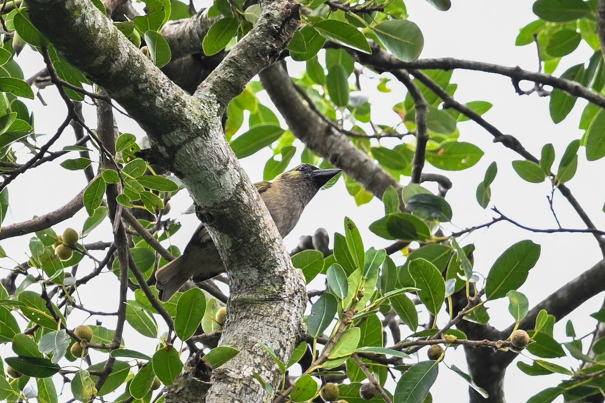 Barbudo Oliváceo - ML650974279