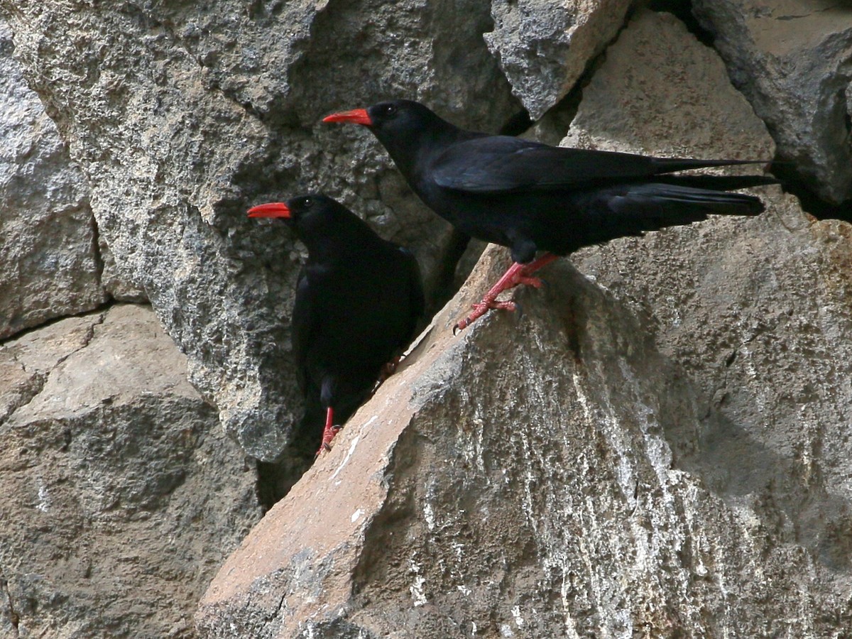 Red-billed Chough - ML650974287
