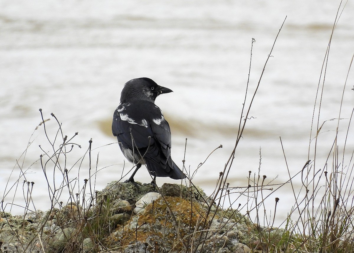 Eurasian Jackdaw - ML650974288