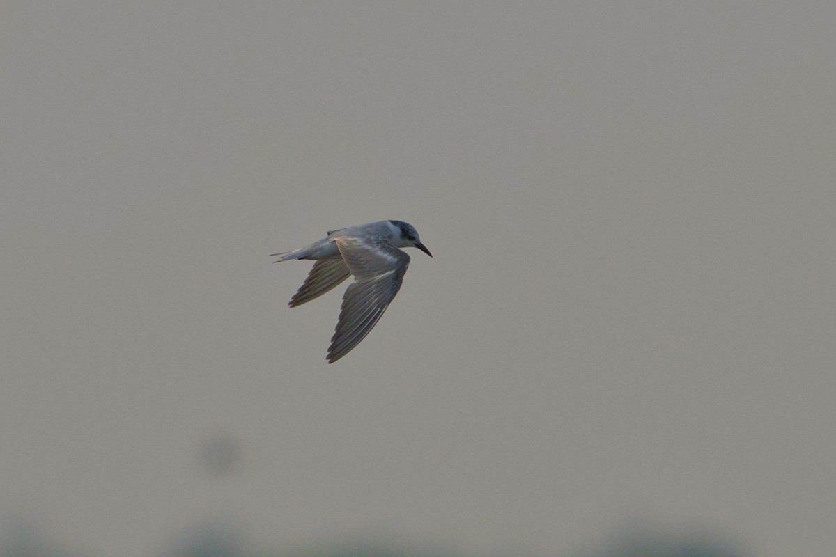 Whiskered Tern - ML650974289