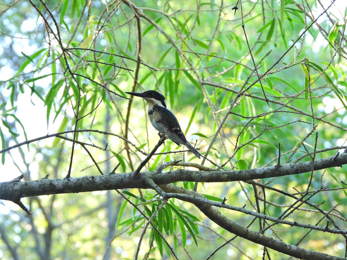 Green Kingfisher - ML650974292
