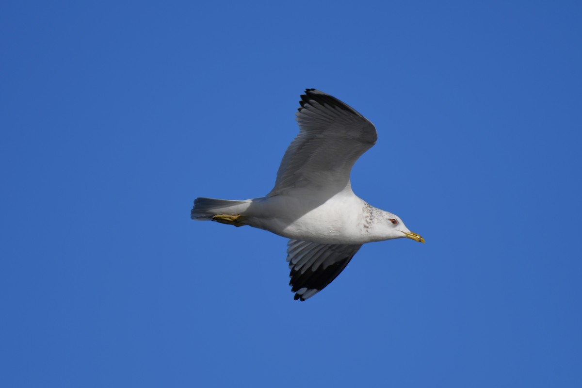 Common Gull - ML650974293