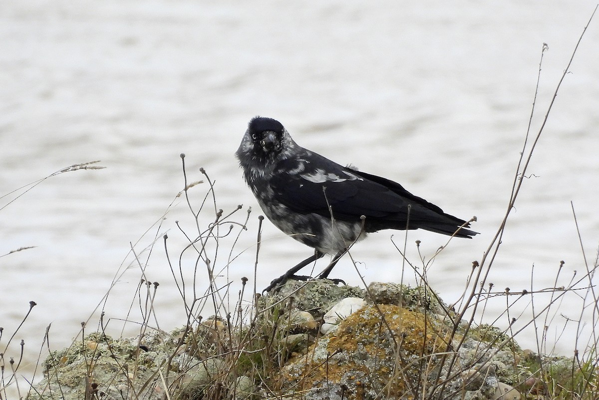 Eurasian Jackdaw - ML650974295