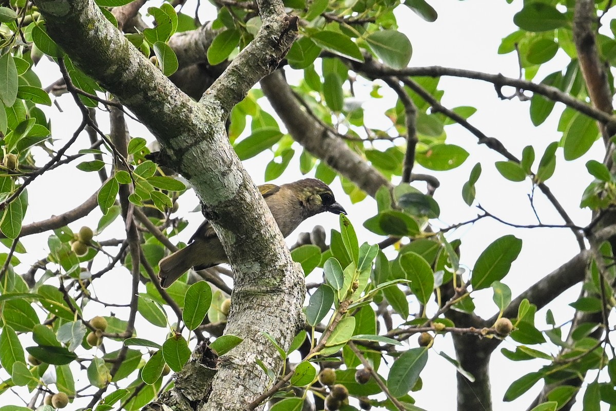 Green Barbet - ML650974296