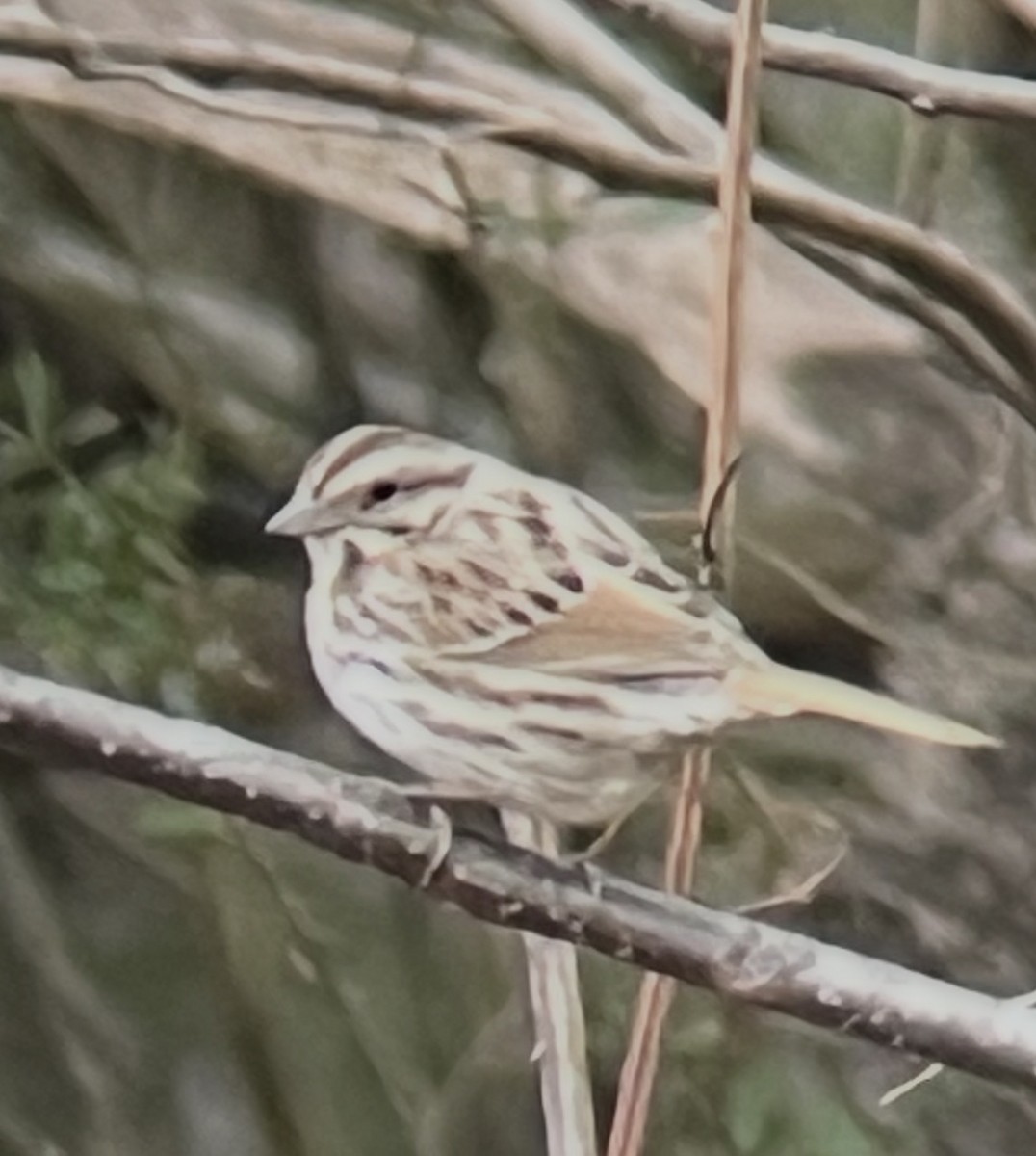 Song Sparrow - ML650974302