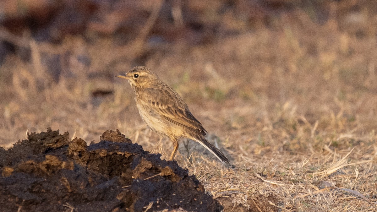 Paddyfield Pipit - ML650974304
