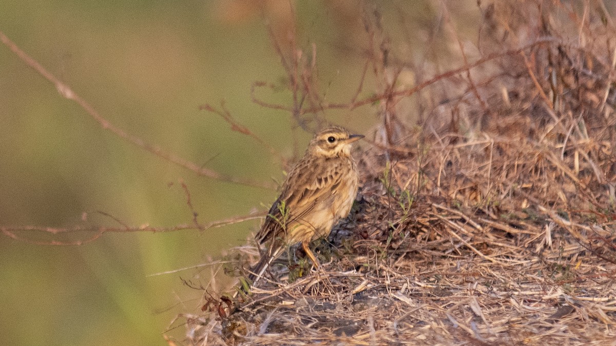 Paddyfield Pipit - ML650974306