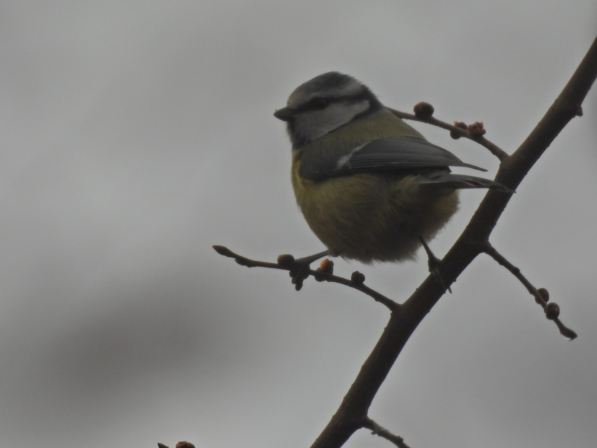 Eurasian Blue Tit - ML650974308