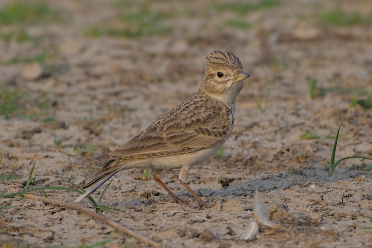 Sand Lark - ML650974309