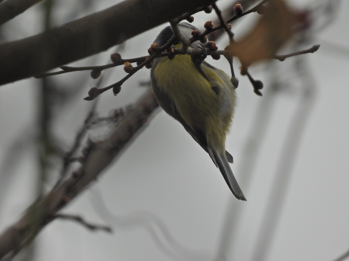 Eurasian Blue Tit - ML650974310