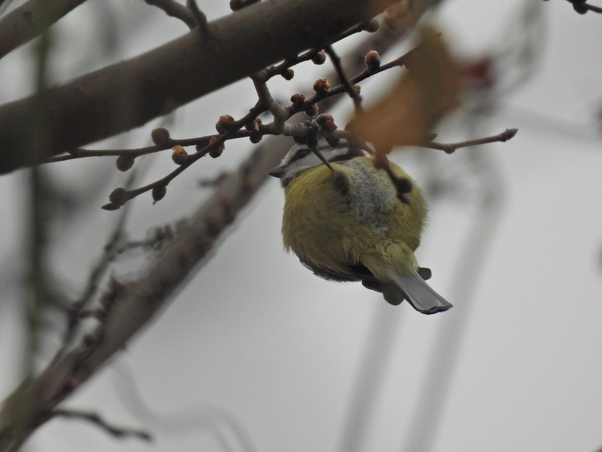 Eurasian Blue Tit - ML650974311