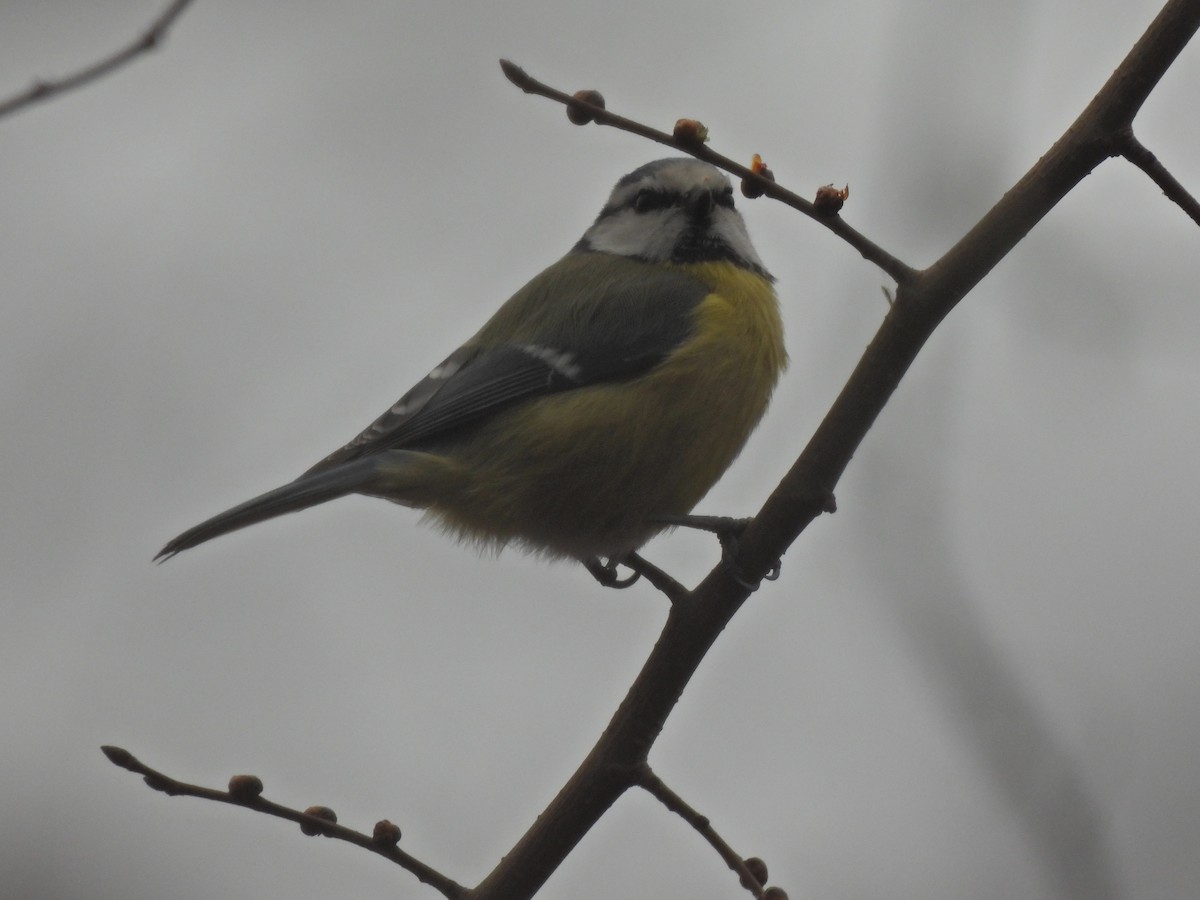 Eurasian Blue Tit - ML650974312