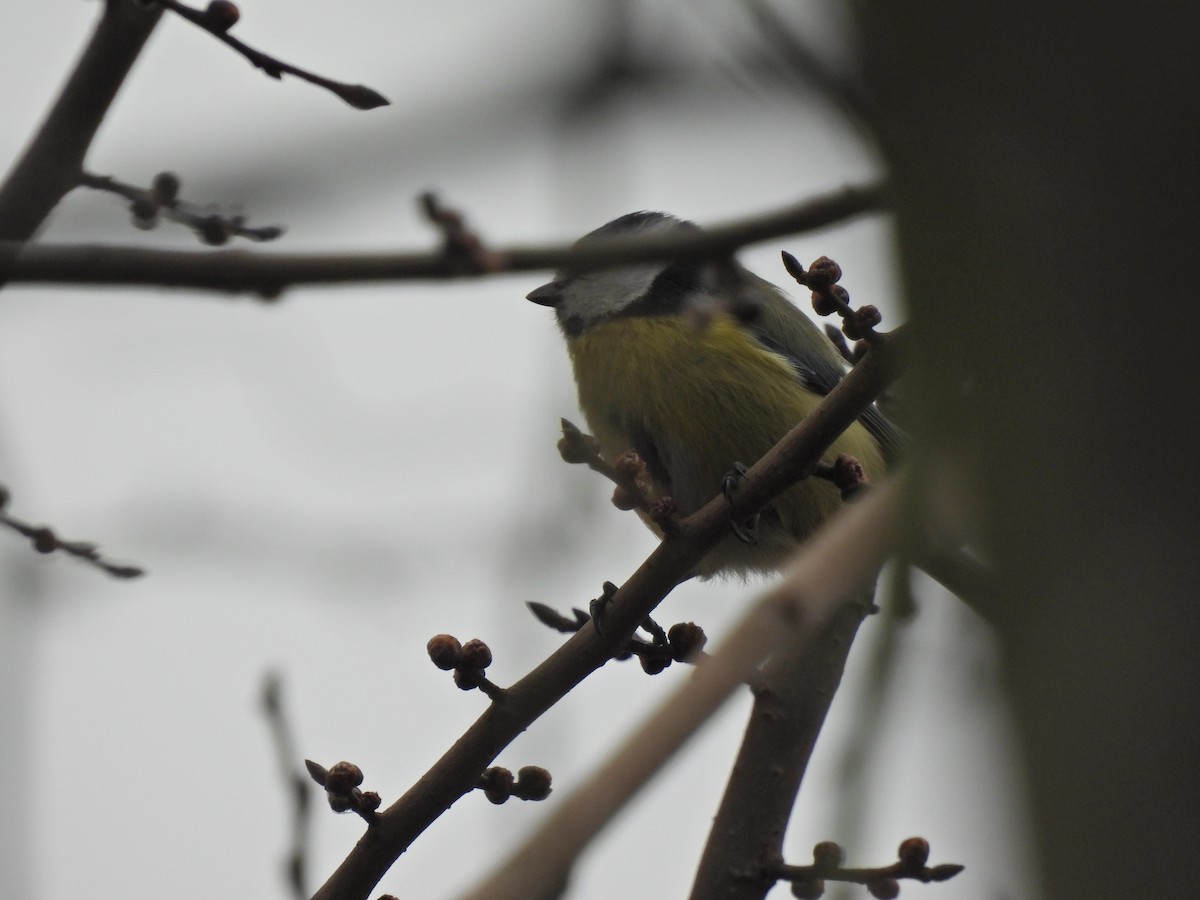 Eurasian Blue Tit - ML650974313