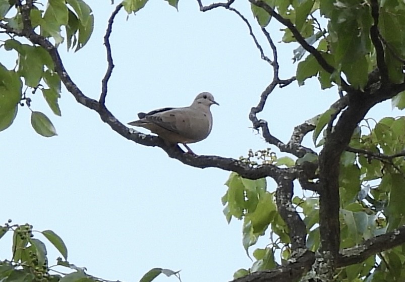 Rock Pigeon (Feral Pigeon) - ML650974317