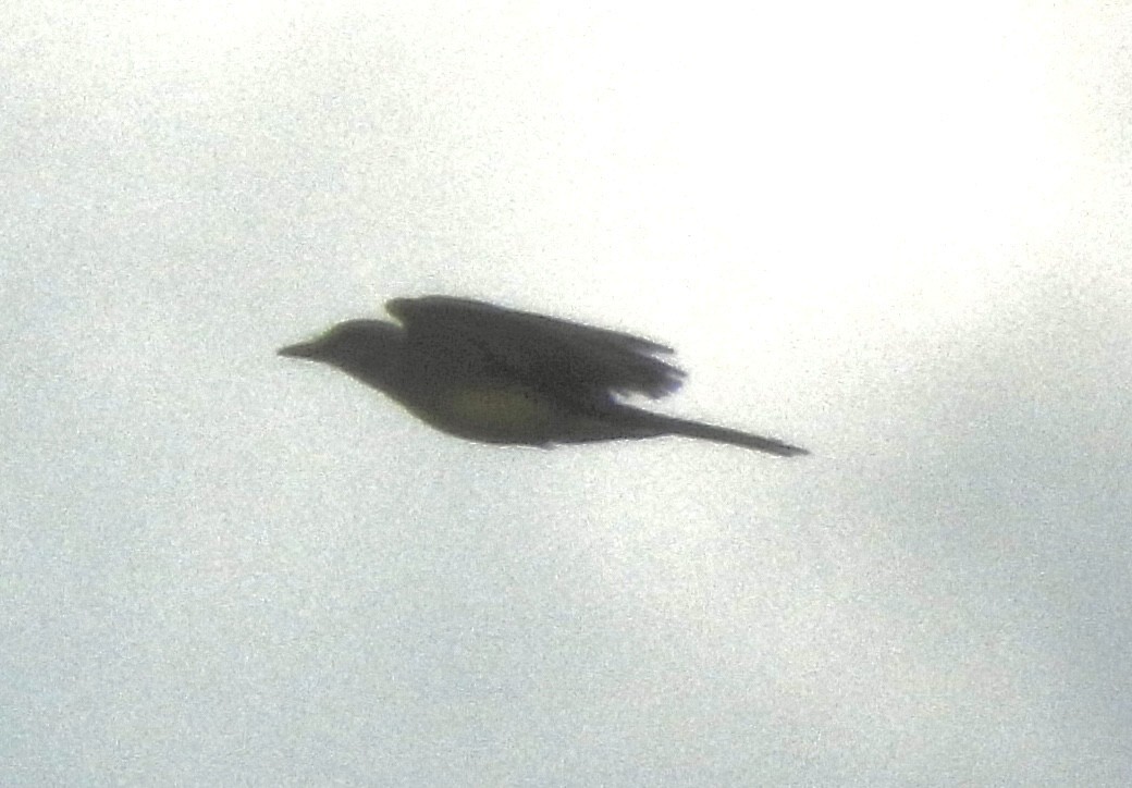 Rock Pigeon (Feral Pigeon) - ML650974318