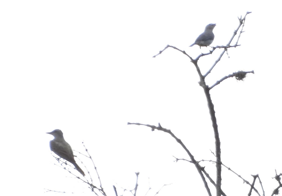 Rock Pigeon (Feral Pigeon) - ML650974319