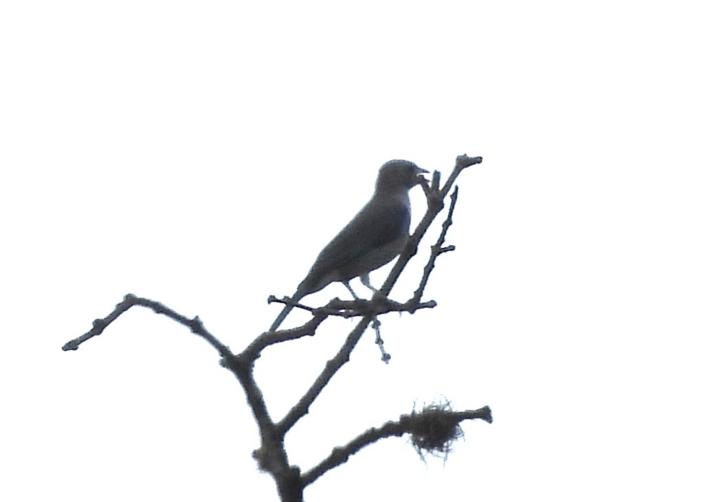 Rock Pigeon (Feral Pigeon) - ML650974320