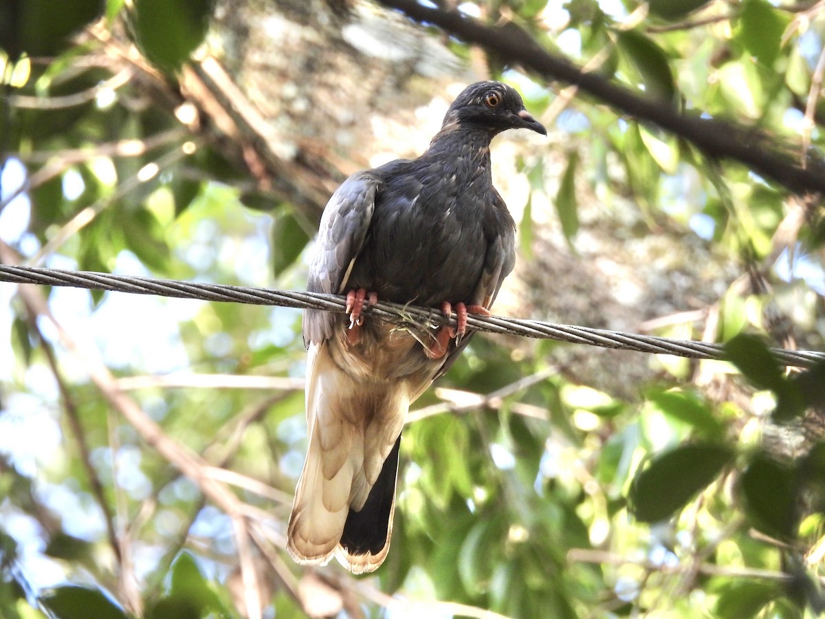 Rock Pigeon (Feral Pigeon) - ML650974321