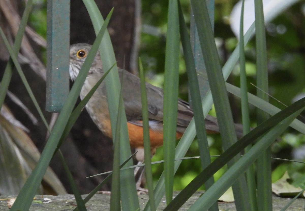 Rock Pigeon (Feral Pigeon) - ML650974323