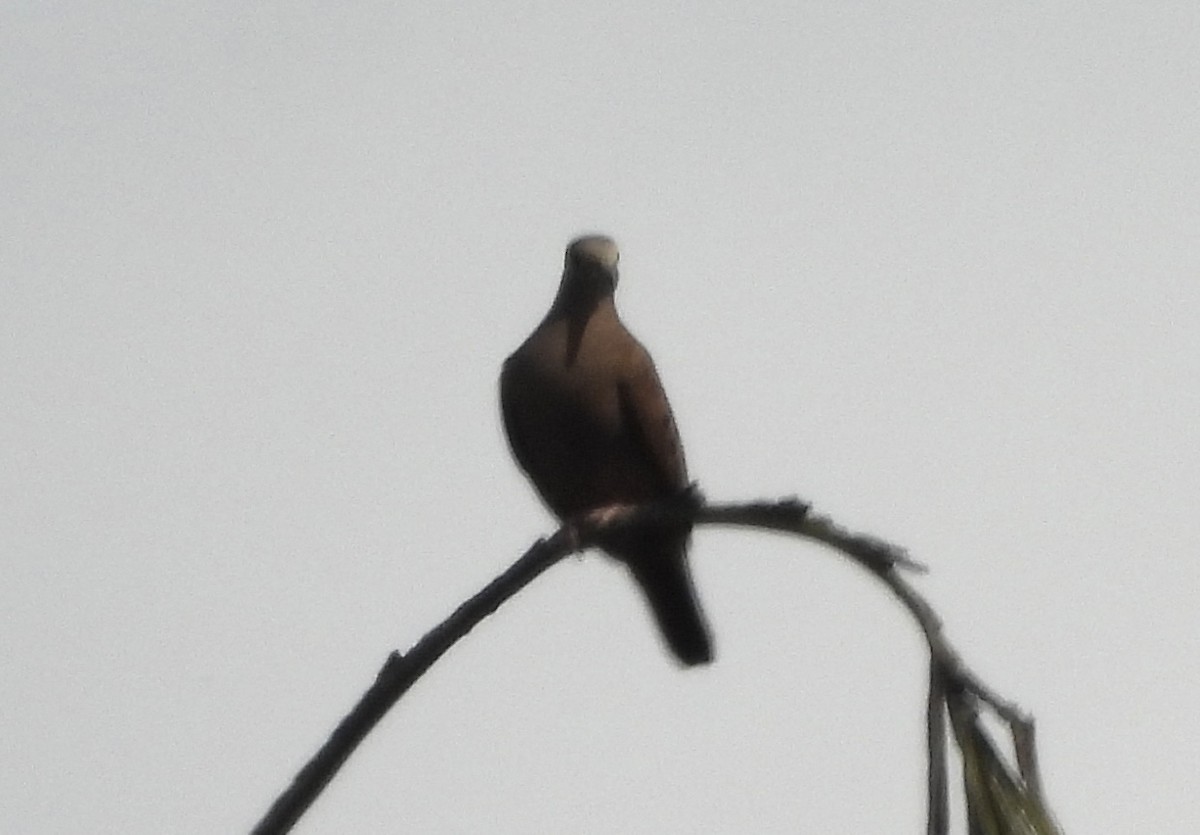 Rock Pigeon (Feral Pigeon) - ML650974324