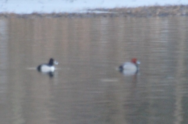 Ring-necked Duck - ML650974326