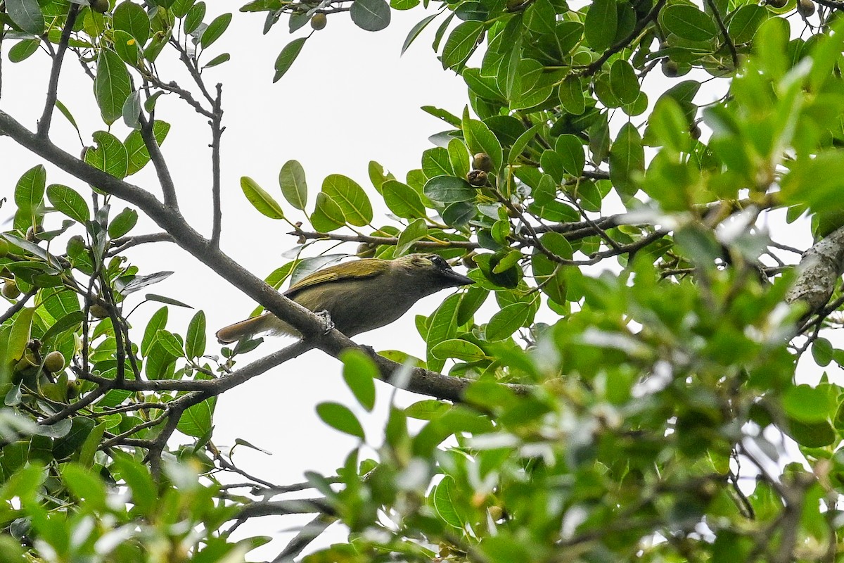 Barbudo Oliváceo - ML650974328