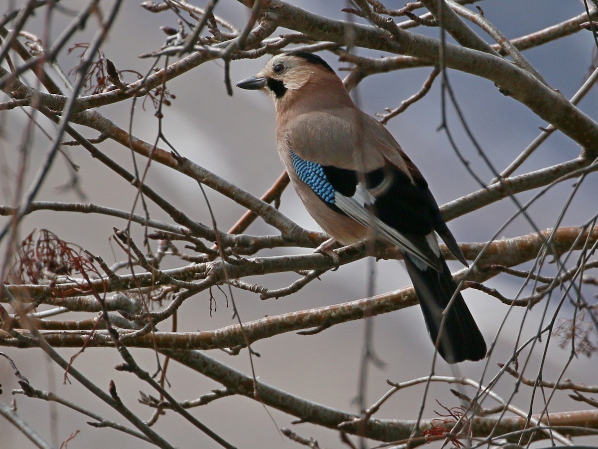 Eurasian Jay (Black-capped) - ML650974329